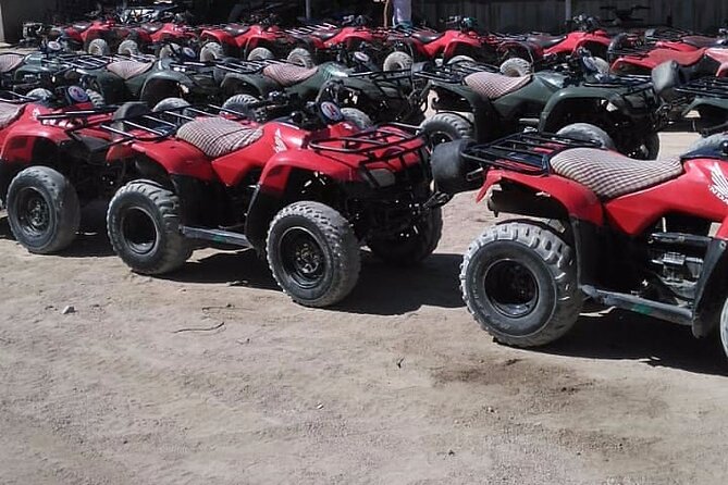 Sharm: Quad Bike or Car Buggy, Camel ride & optional VIP Bedouin Dinner & Show - The camel stop: more photo opportunity than ride