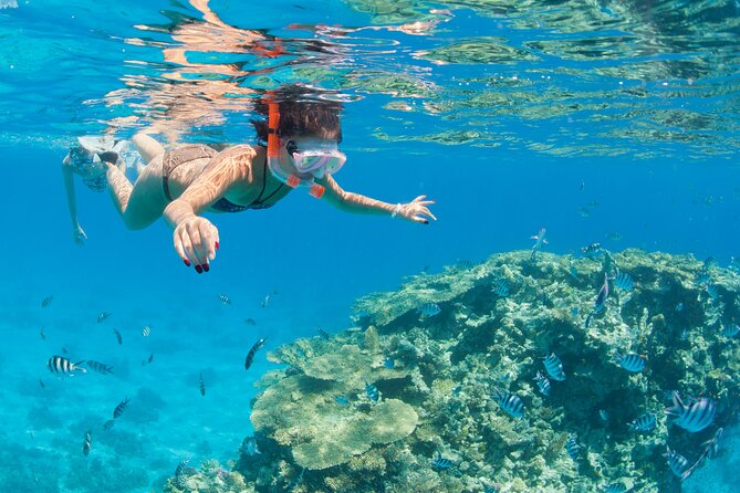 Snorkeling and Diving to Ras Mohamed And White Island by VIP Boat - Key points to know before you book