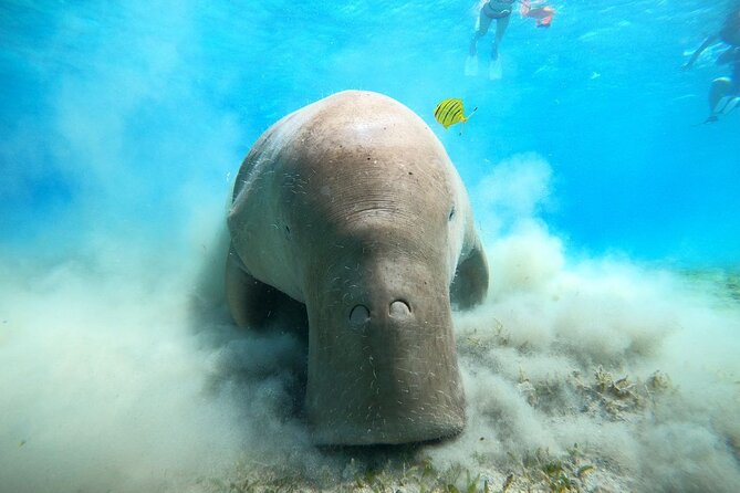 Snorkeling Boat Trip with Dugongs and Turtles in Marsa Alam - Key points at a glance
