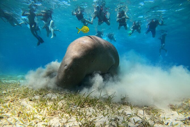 Snorkeling Boat Trip with Dugongs and Turtles in Marsa Alam - Why Marsa Mubarak is the main attraction