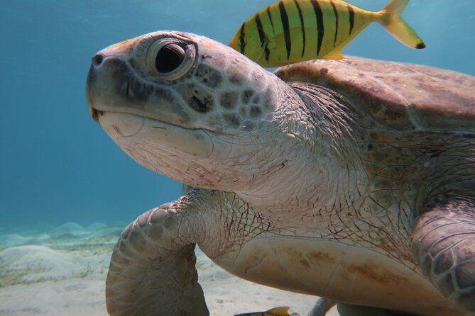 Snorkeling Boat Trip with Dugongs and Turtles in Marsa Alam - Three water sessions, with one detail to confirm