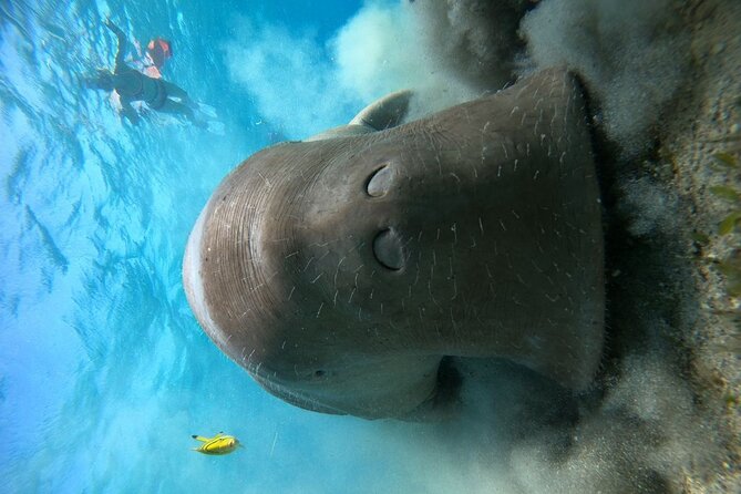 Snorkeling Boat Trip with Dugongs and Turtles in Marsa Alam - What the coral reef stop may be like