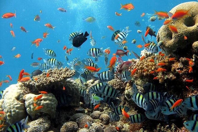 Snorkeling excursion in semi-submarine withِ transfer - Hurghada - Boarding the semi-submarine at the marina