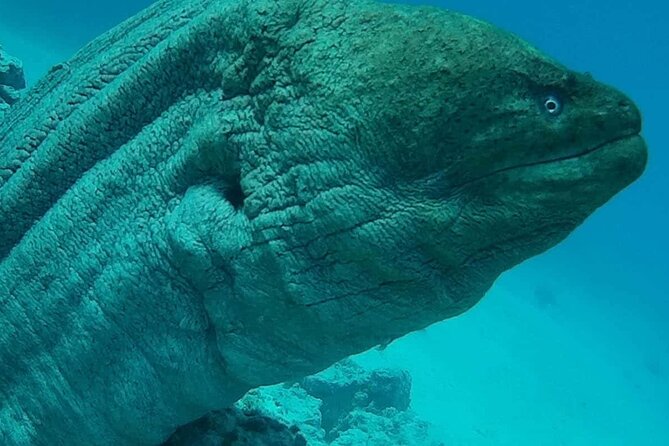 Snorkeling Tours Hurghada Boat excursions Orange bay Trip - Snorkeling around coral reefs
