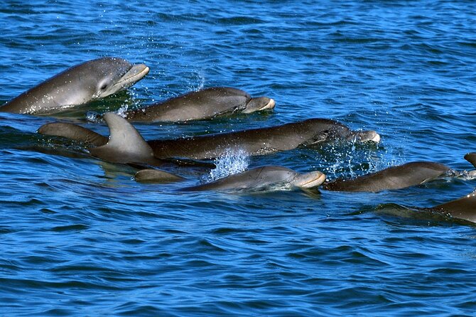 Snorkeling with Dolphins at Dolphin House Boat Trip in Hurghada - Why Dolphin House makes a good Hurghada day trip