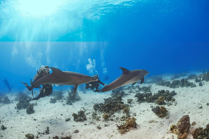 Snorkeling with Dolphins at Dolphin House Boat Trip in Hurghada - The morning pickup and marina wait