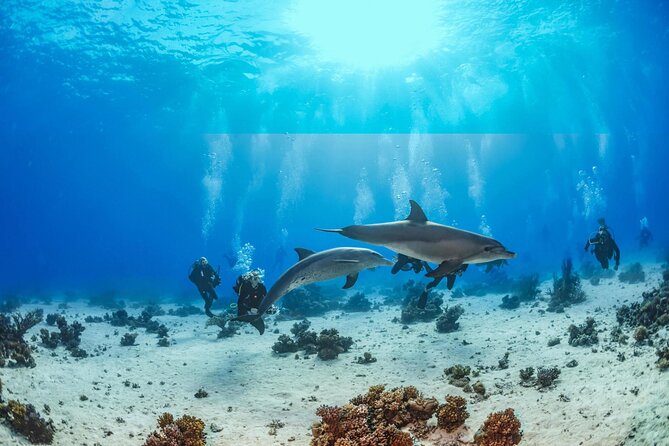 Snorkeling with Dolphins at Dolphin House Boat Trip in Hurghada - Dolphin House and the chance to swim near dolphins