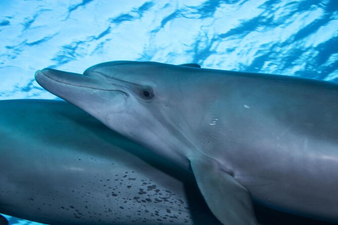 Snorkeling with Dolphins at Dolphin House Boat Trip in Hurghada - First snorkeling stop: a gentle introduction to the Red Sea