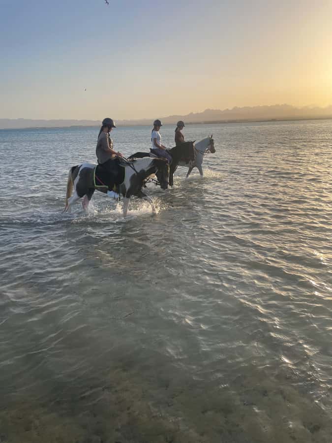 Soma Bay: Horse Riding Beach and Desert Tour With Transfer - What the $20 price really buys