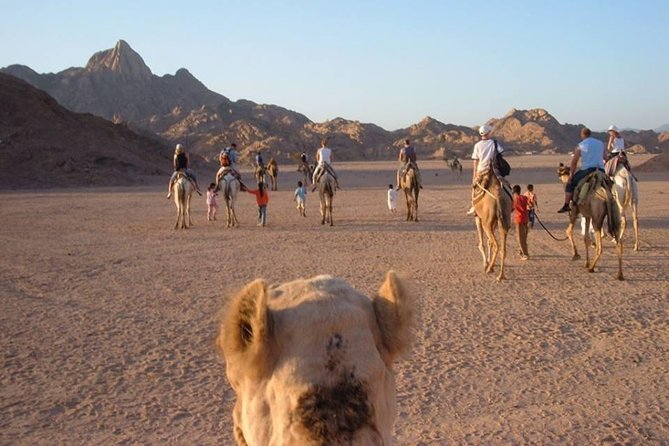 Super Safari (Full day) - Five things to know before you book