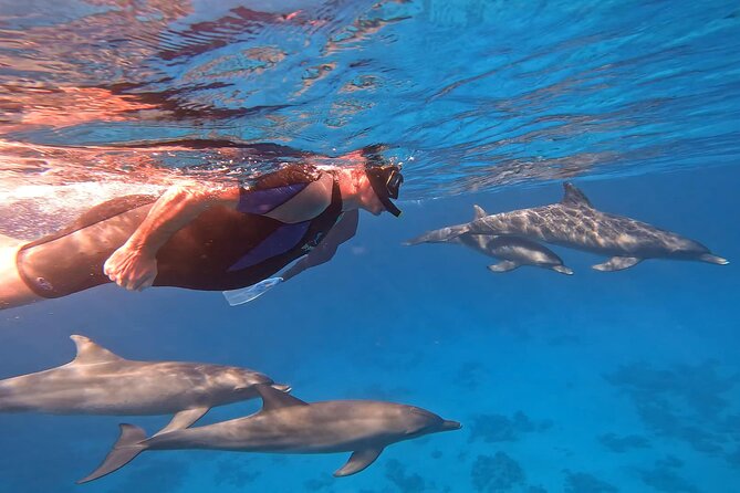Swim With Dolphins at Dolphin House With Lunch - Hurghada - Key points to know before booking