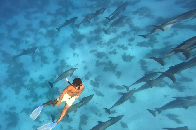 Swim With Dolphins at Dolphin House With Lunch - Hurghada - Leaving Hurghada for Dolphin House