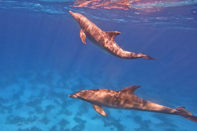 Swim With Dolphins at Dolphin House With Lunch - Hurghada - The boat ride and life on deck