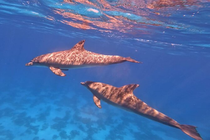 Swim With Dolphins at Dolphin House With Lunch - Hurghada - Lunch, drinks, and the practical value