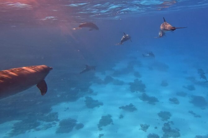 Swim With Dolphins at Dolphin House With Lunch - Hurghada - Banana boat and quadra boat rides