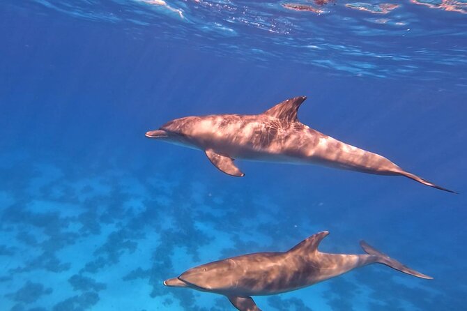 Swim With Dolphins at Dolphin House With Lunch - Hurghada - Who will enjoy this Hurghada excursion?
