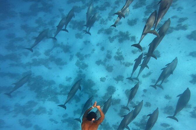 Swim With Dolphins at Dolphin House With Lunch - Hurghada - Is $15.12 a good price?