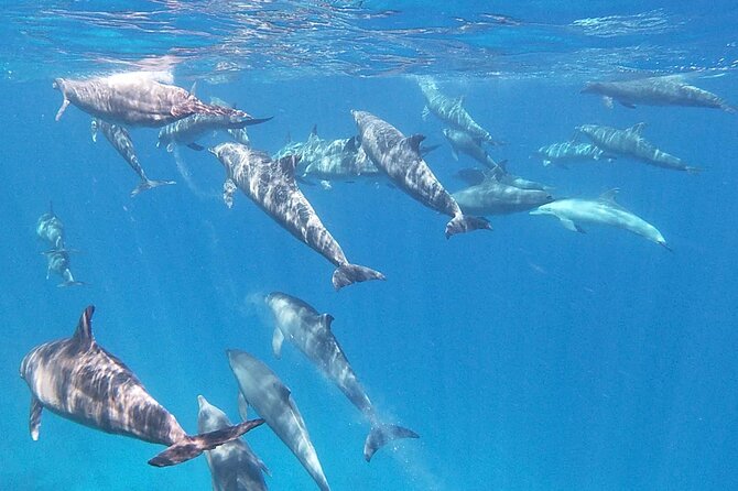 Swim With Dolphins at Dolphin House With Lunch - Hurghada - Two snorkeling stops, two different rewards