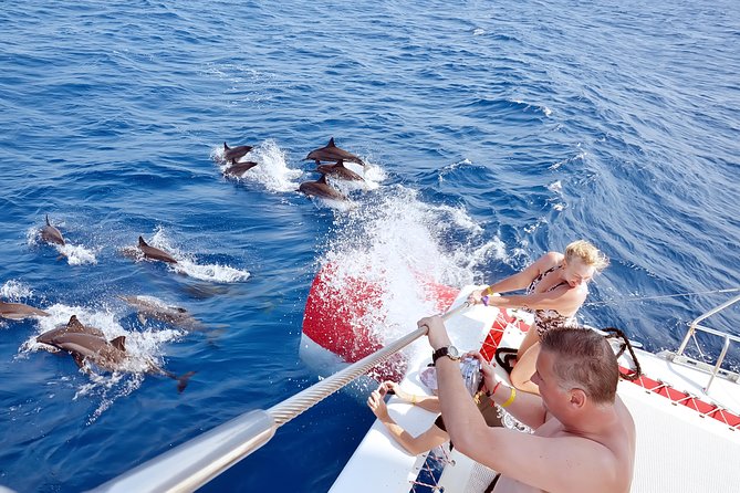 Swim with Dolphins Semi Private Speedboat Sea Tour - Hurghada - Dolphin House and the rules around wild animals