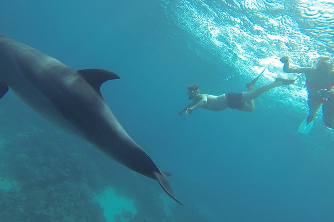 Swim with Dolphins Semi Private Speedboat Sea Tour - Hurghada - A sandbank, water sports, and the changing itinerary