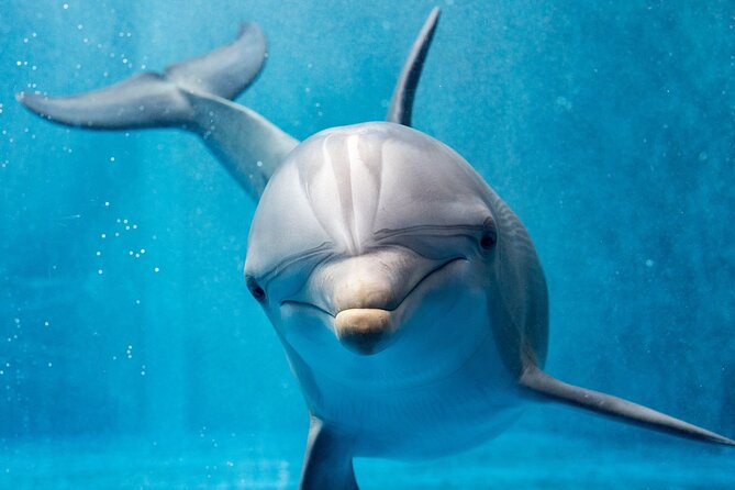 Swim with Dolphins Semi Private Speedboat Sea Tour - Hurghada - Guides, captains, and the feel of the trip