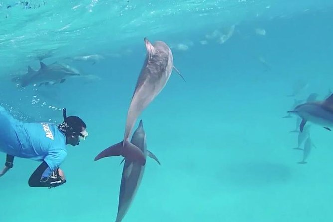 Swim with Dolphins Semi Private Speedboat Sea Tour - Hurghada - Is $55 a fair price?
