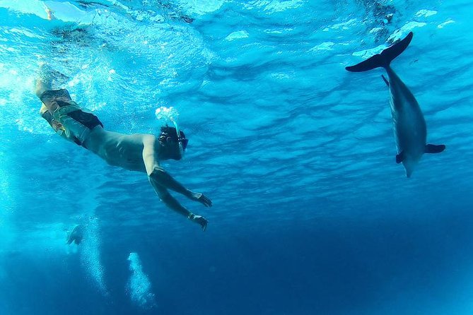 Swim with Dolphins Semi Private Speedboat Sea Tour - Hurghada - Snorkeling the Red Sea reefs