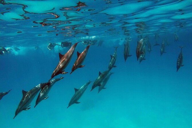 Swimming With Dolphin in Red Sea Adventure with Lunch - Hurgada - Dolphin House and the question of swimming