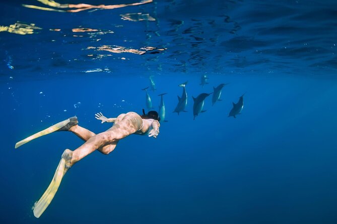 Swimming With Dolphin in Red Sea Adventure with Lunch - Hurgada - Guided snorkeling at Dolphin House