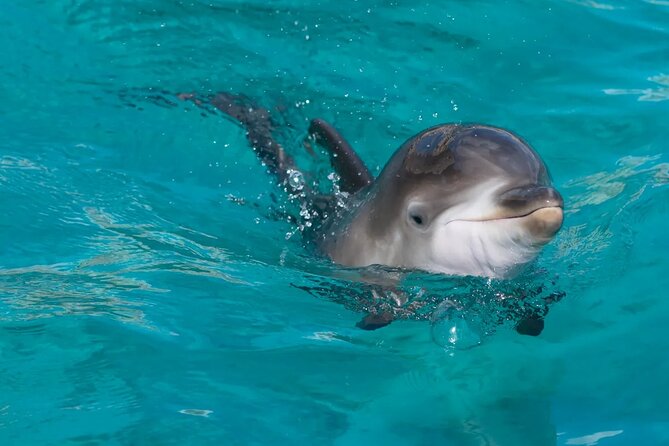 Swimming With Dolphin in Red Sea Adventure with Lunch - Hurgada - The crew, guides, and safety