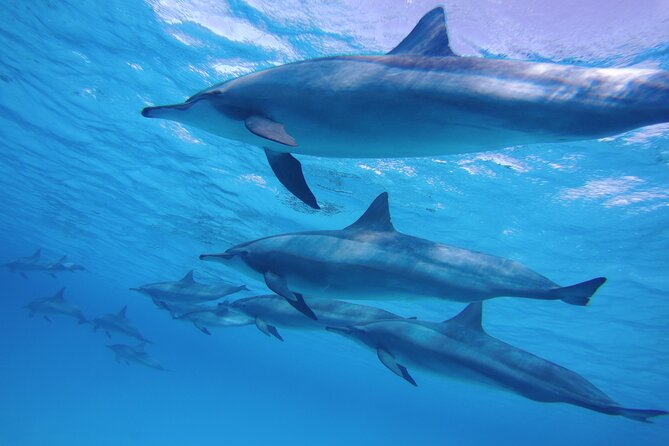 Swimming with Dolphin VIP Snorkeling Sea Trip With Lunch and Transfer - Hurghada - Water sports and possible Orange Bay time
