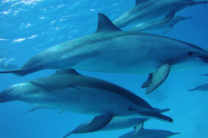 Swimming with Dolphin VIP Snorkeling Sea Trip With Lunch and Transfer - Hurghada - Cruising out toward Dolphin House
