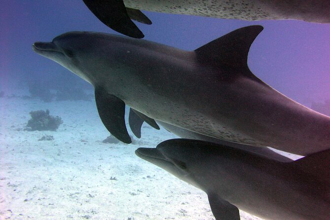 Swimming with Dolphins and Banana Boat Sea Trip Day Experience - Hurghada - Leaving Hurghada early in the morning