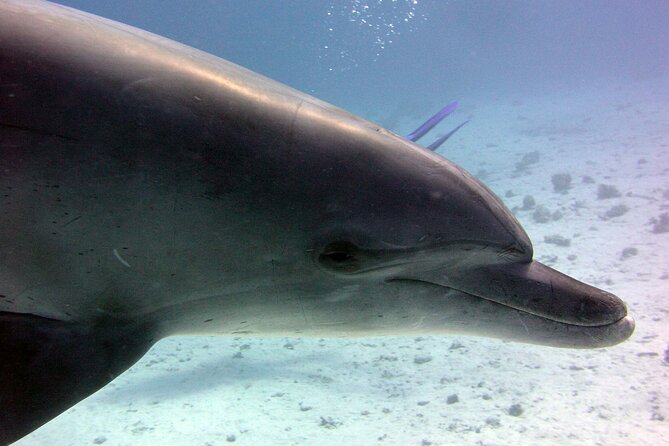 Swimming with Dolphins and Banana Boat Sea Trip Day Experience - Hurghada - Lunch, drinks, and a long stretch on deck