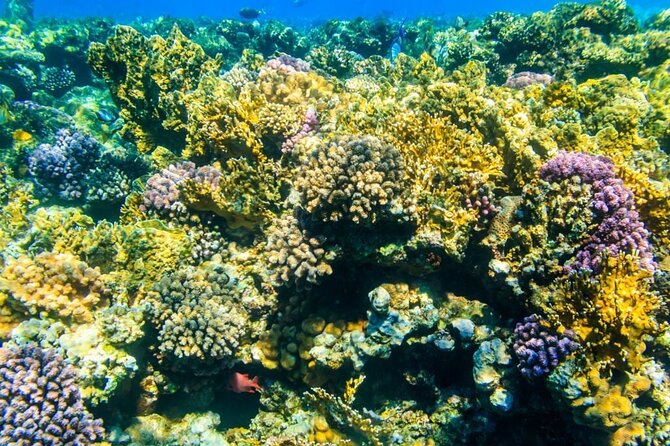 Tiran Island Snorkeling Excursion - The long ride toward the first reef