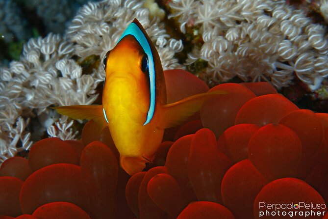 Tiran Island Snorkeling Experience by Yacht Sharm El Sheikh - The optional scuba session