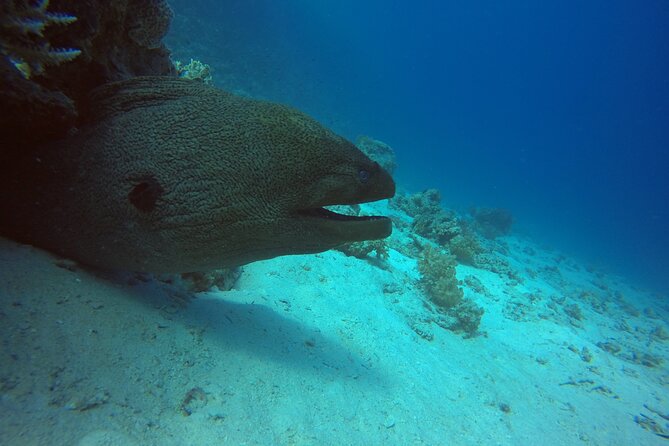Try Scuba Diving Experience for Beginners in Hurghada - Starting at Hurghada marina at 7:30 am