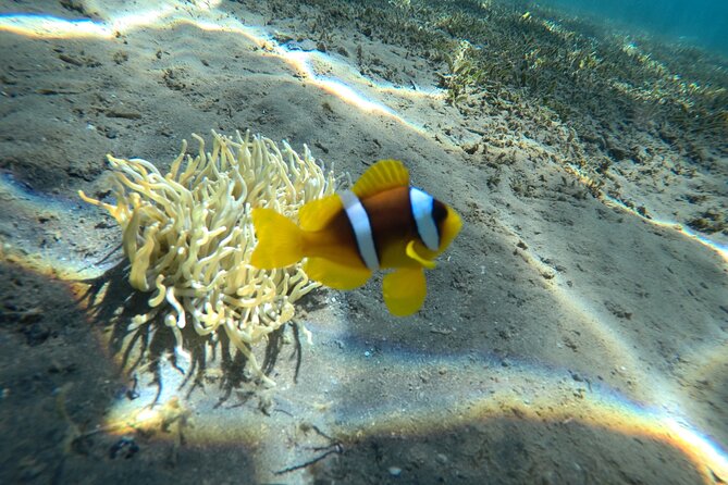 Try Scuba Diving Experience for Beginners in Hurghada - Is $207.09 good value?