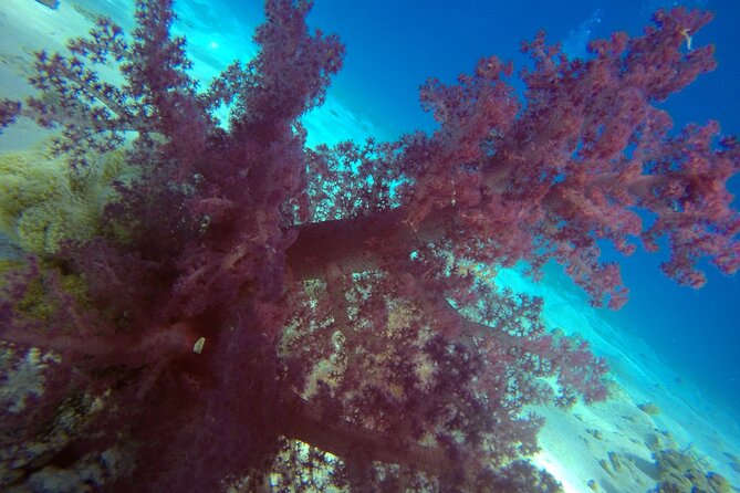 Try Scuba Diving Experience for Beginners in Hurghada - Practical details to know before booking