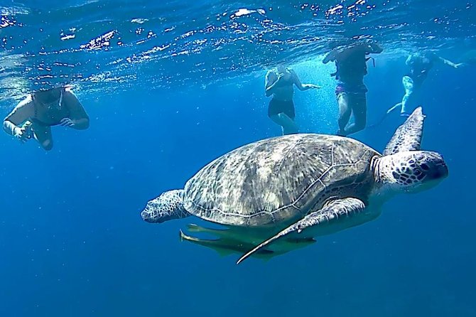 Turtles Bay, Swimming with Turtles Hurghada & Marsa ALam - Lunch, drinks, and a full beach day