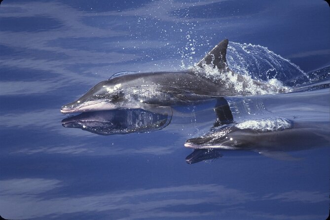 ViP Full Day Swimming With Dolphin Sea Trip With Lunch - Hurghada - The one-hour cruise to Dolphin House
