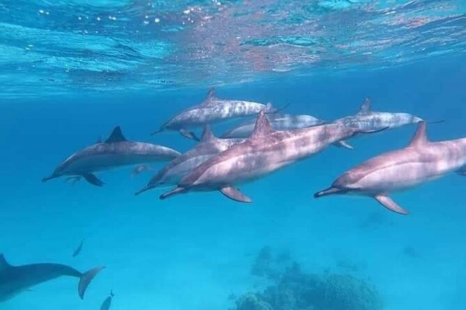 ViP Full Day Swimming With Dolphin Sea Trip With Lunch - Hurghada - Lunch on board and time to recover