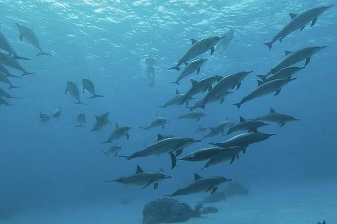 ViP Full Day Swimming With Dolphin Sea Trip With Lunch - Hurghada - Weather can change the whole experience