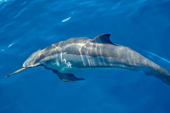 ViP Full Day Swimming With Dolphin Sea Trip With Lunch - Hurghada - Snorkeling over coral reefs and colorful fish
