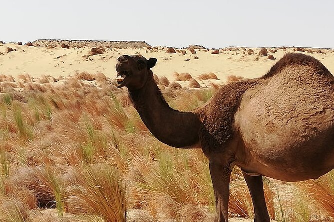 White Desert - Overnight Tour - Reaching Bawiti and starting the desert drive